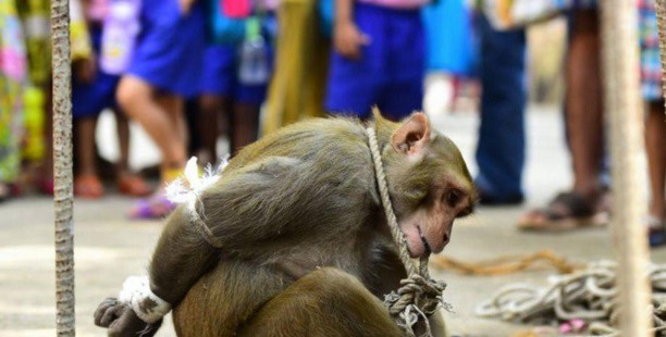 Insólito: el mono ladrón que fue arrestado y expuesto a una humillación pública | Curiosidades