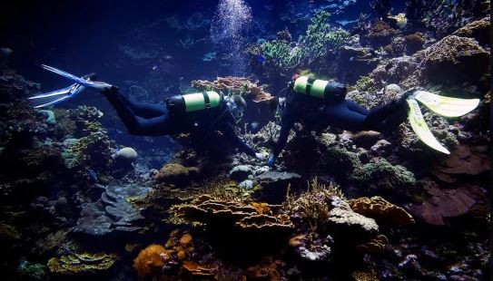 "El Arca de Noé de coral", en Países Bajos | Clima, naturaleza y medio ambiente