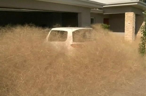 El "pánico peludo" desespera a un pueblo de Australia | Curiosidades