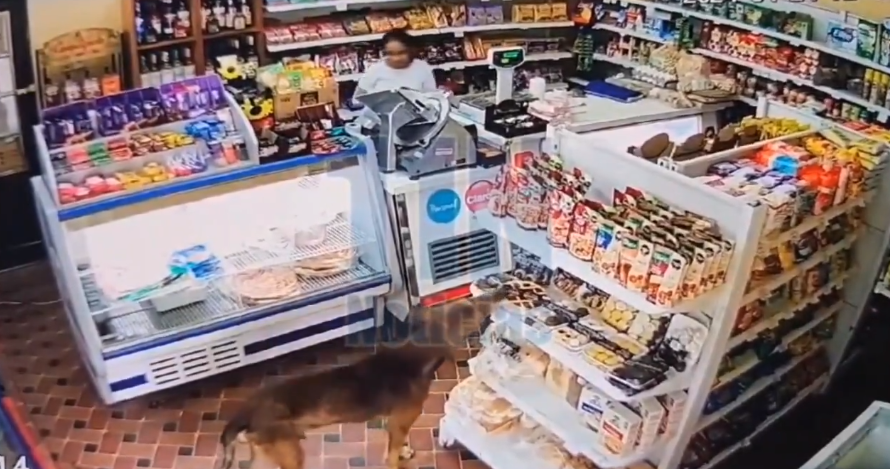 Video: Un perro se robó una pastafrola de un almacén | Actualidad