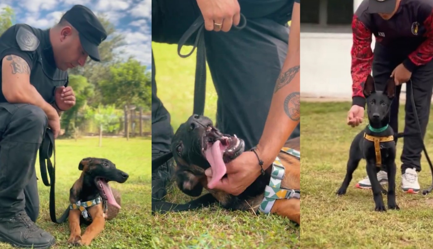La División Canes de la Policía de Córdoba sumó 7 cachorros que nacieron por inseminación artificial | Actualidad