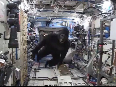 El video de la NASA de un mono en el espacio | Curiosidades
