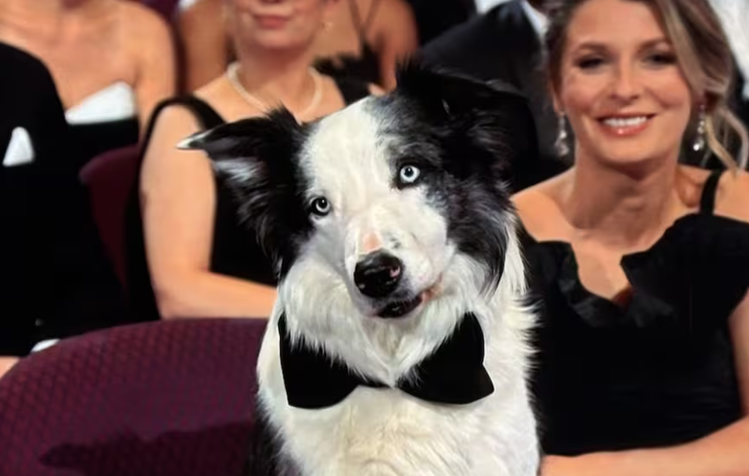 El famoso perro Messi vuelve al Festival de Cannes | Espectáculos