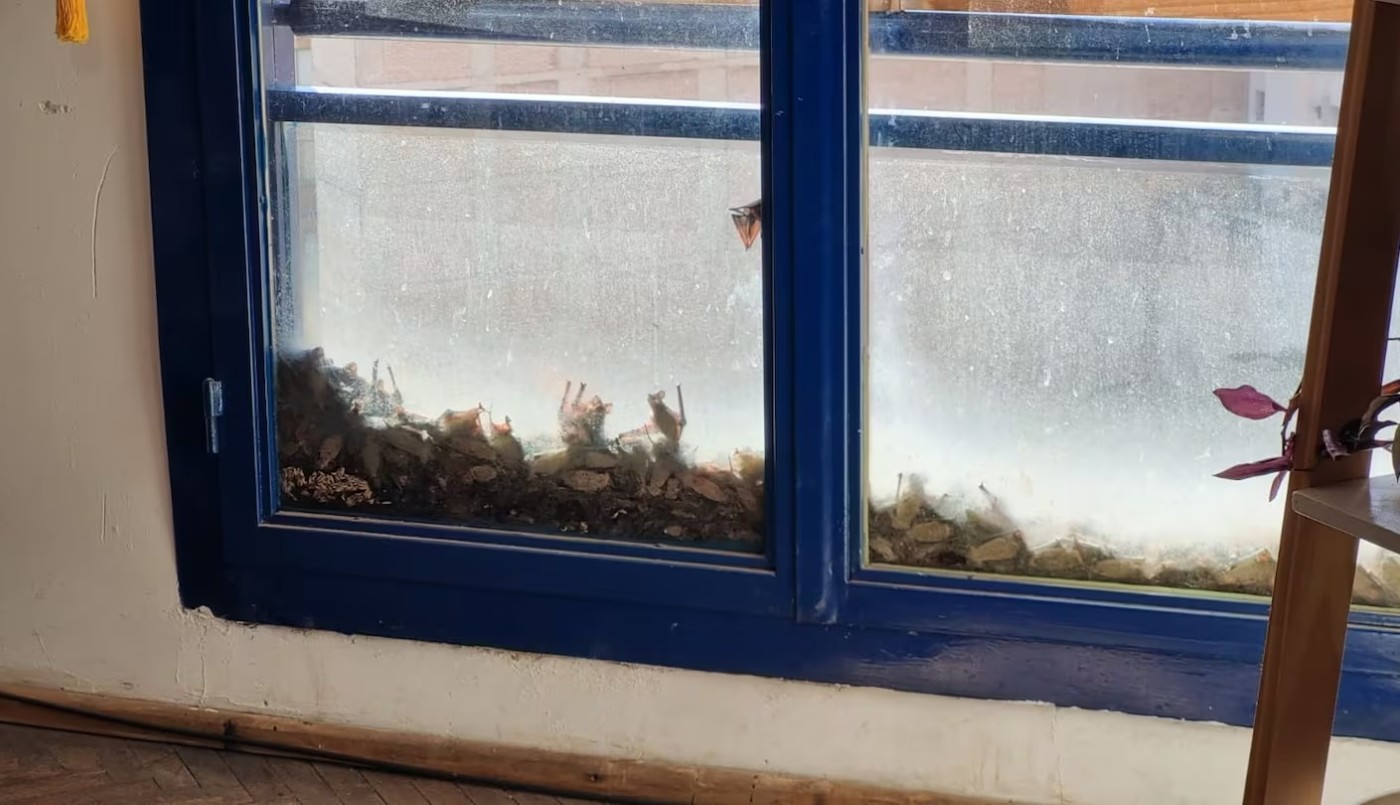 Aterradora invasión de murciélagos en el centro de Córdoba | Actualidad