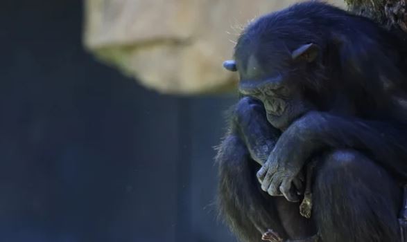 Una chimpancé lleva meses con su cría muerta en un zoológico español | Clima, naturaleza y medio ambiente