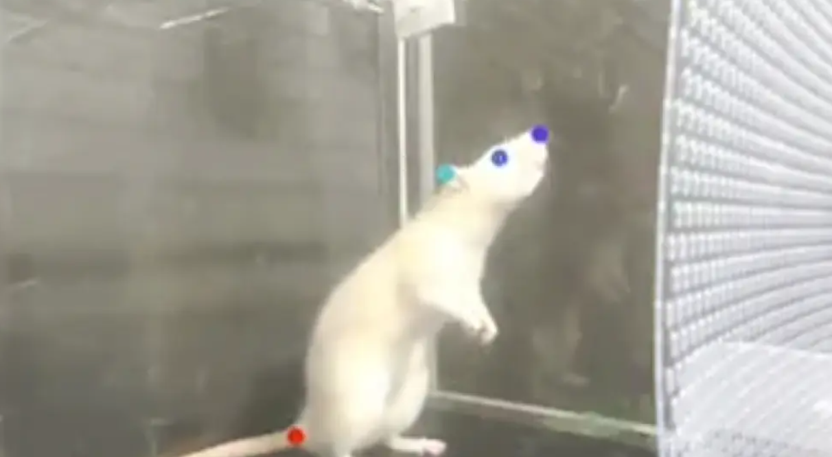 Las ratas tienen oído musical | Actualidad