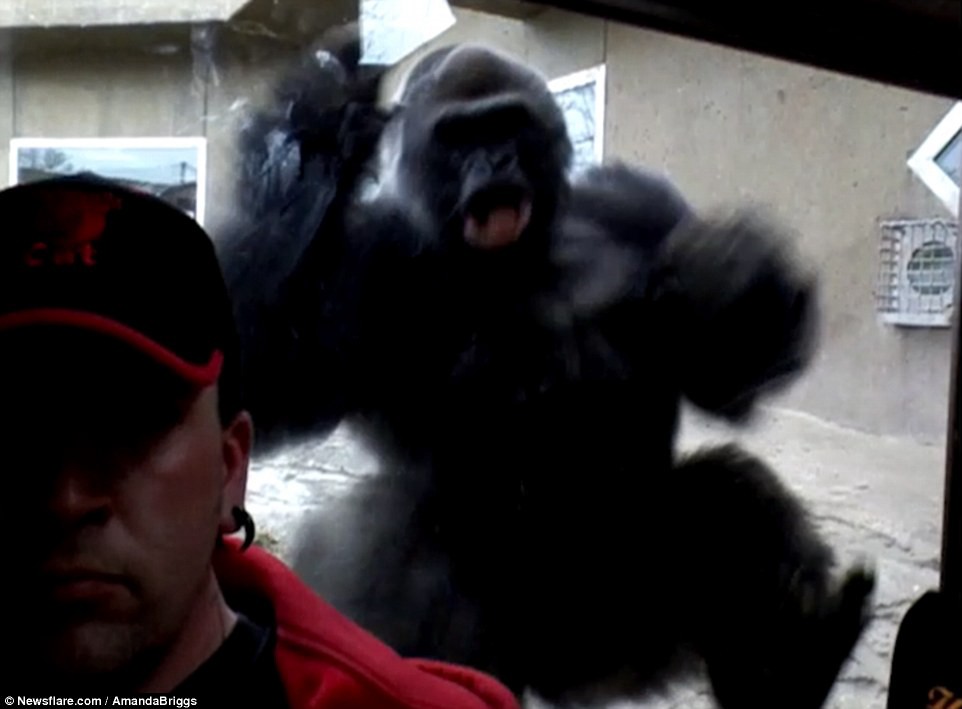 Peligro en el zoo: un gorila intentó atacar a un hombre que estaba sacando una selfie | Curiosidades