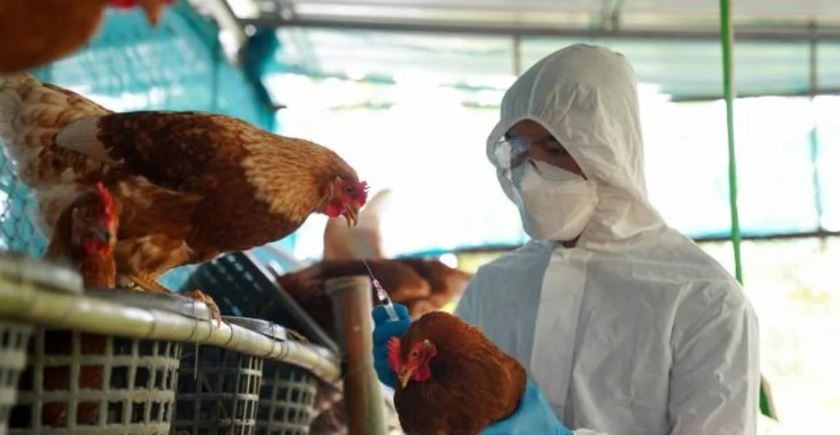 La OMS confirmó la primera muerte humana por una variante de gripe aviar en México | Internacionales