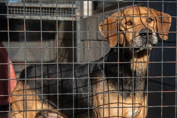 Rosario: Proponen beneficios impositivos para quienes adopten perros y gatos | Actualidad