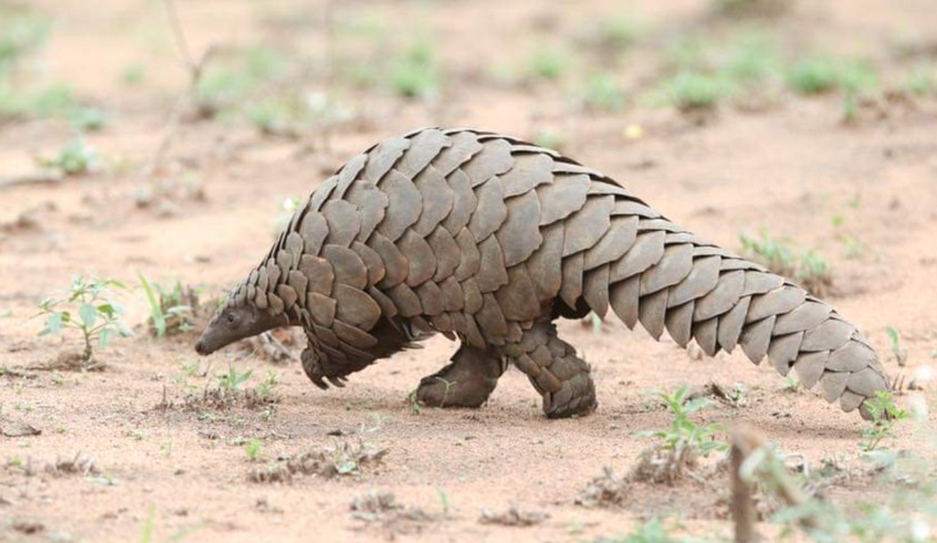 Vieron un ejemplar de un animal que se creía extinto hace 24 años | Internacionales