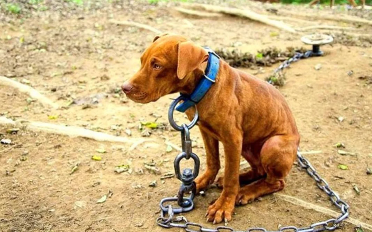 Comienza en Diputados el tratamiento de la "Ley Conan" contra el maltrato animal | Política