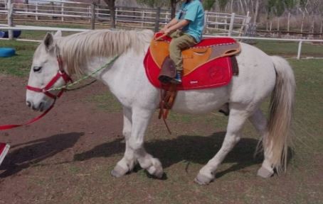 Río Negro: Faenaron a un caballo terapéutico que ayudaba a chicos con discapacidades | Actualidad