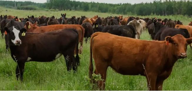 Dinamarca será el primer país que tasará los eructos y flatulencias del ganado | Internacionales