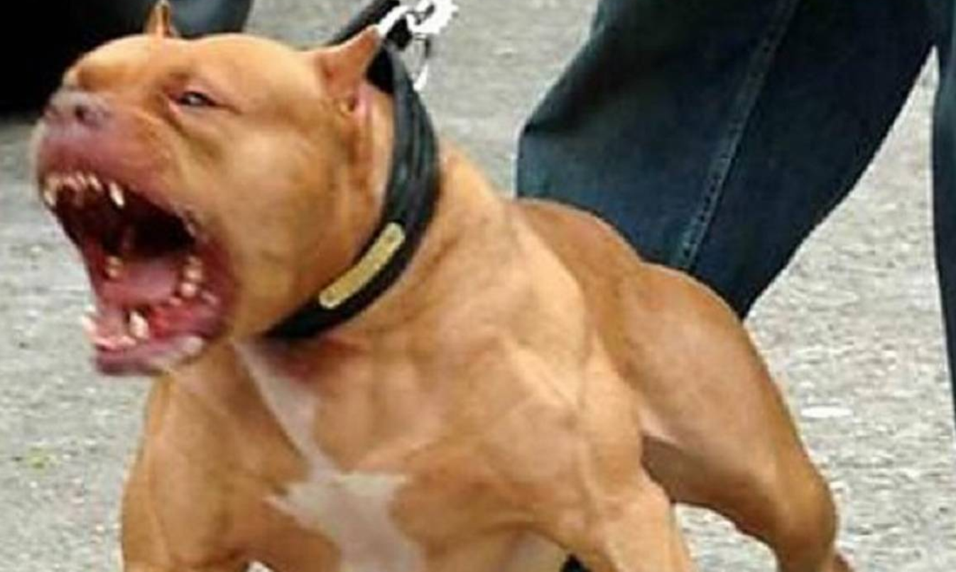 Lo atacó su pitbull cuando intentaba evitar que escapara a la calle y murió por las heridas | Actualidad