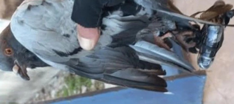 Cárcel de Coronda: Intentaron ingresar un celular con palomas mensajeras | Actualidad