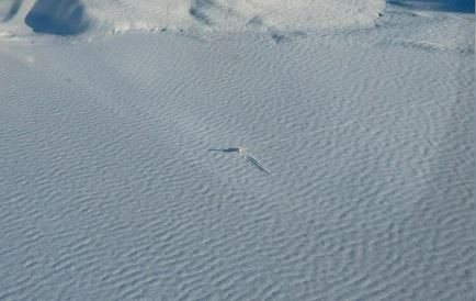 Chubut: Desarmaron el avión que aterrizó de emergencia en un lago congelado | Actualidad