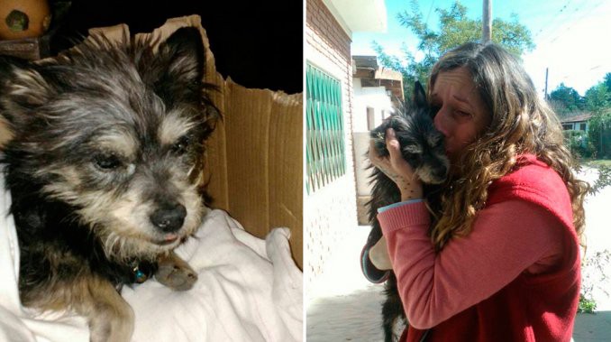 El perro ciego y sordo que se reencuentra con su dueña tras un año | Curiosidades