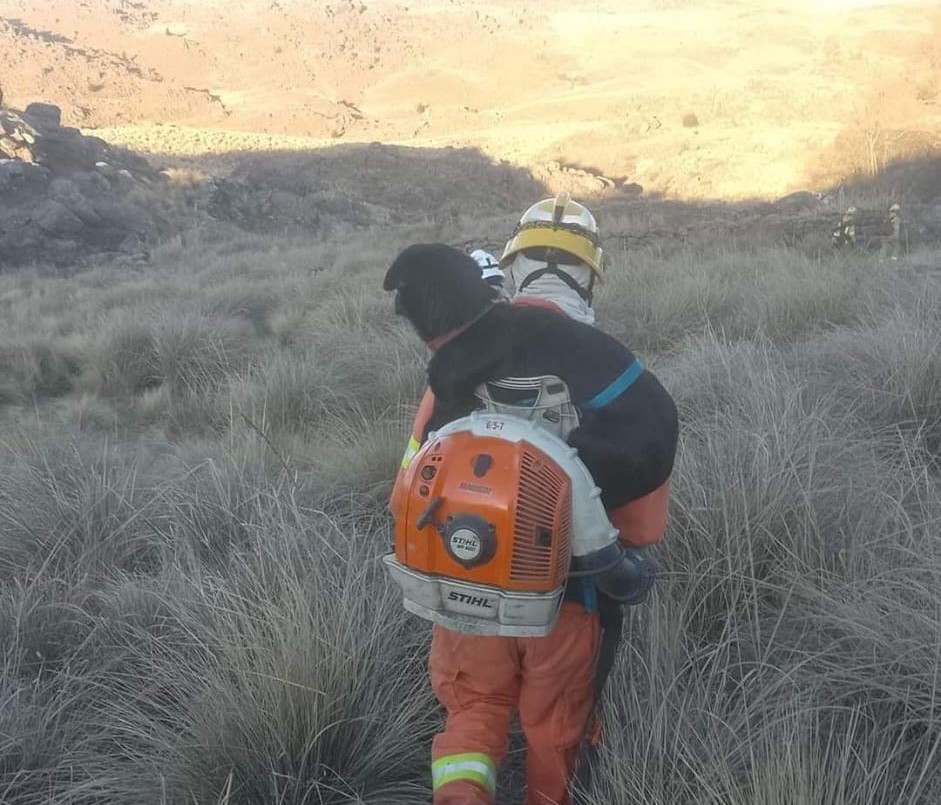Rescate heroico: Un bombero salvó a un perro atrapado entre las llamas | Actualidad
