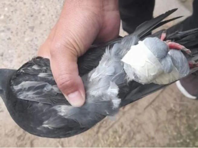 Otra paloma fue atrapada intentando ingresar droga a la cárcel de Coronda | Actualidad