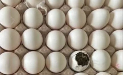 Incautaron droga dentro de un huevo en un penal de Misiones | Actualidad