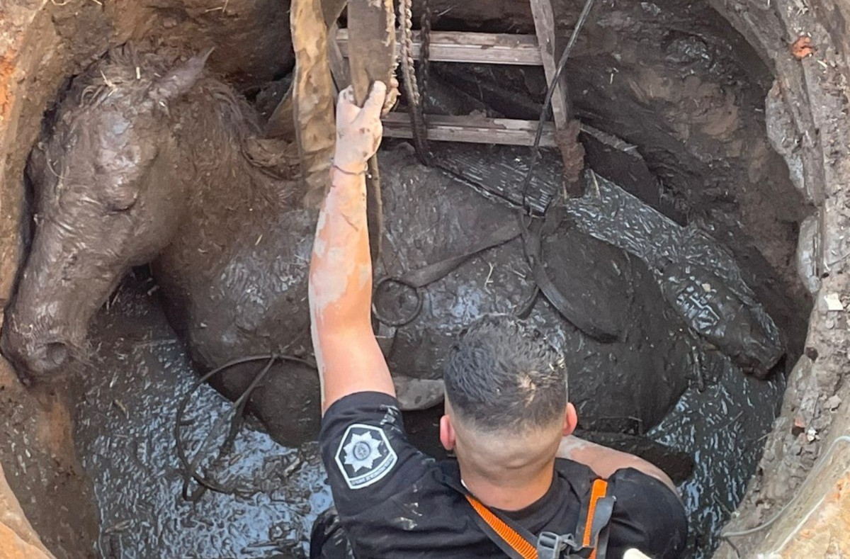 Rescataron a un caballo que cayó en un pozo | Actualidad