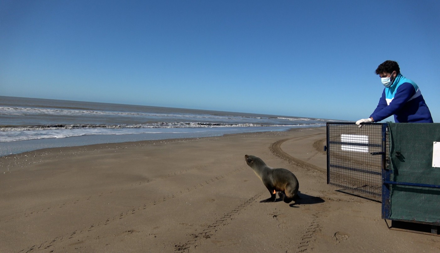 Regresó al mar un lobo marino que fue rescatado en aguas del Delta del Paraná | Clima, naturaleza y medio ambiente