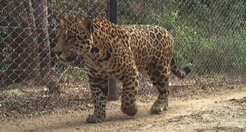 Cazadores ilegales asesinaron y cuerearon a uno de los cinco yaguaretés que quedaban en Formosa: ya fueron detenidos | Actualidad