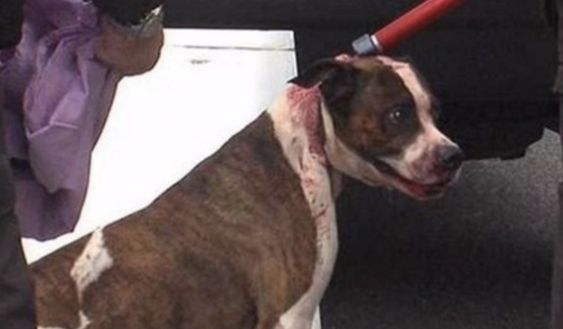 Condenaron al dueño de un perro pitbull que mató a una nena de 10 años | Actualidad