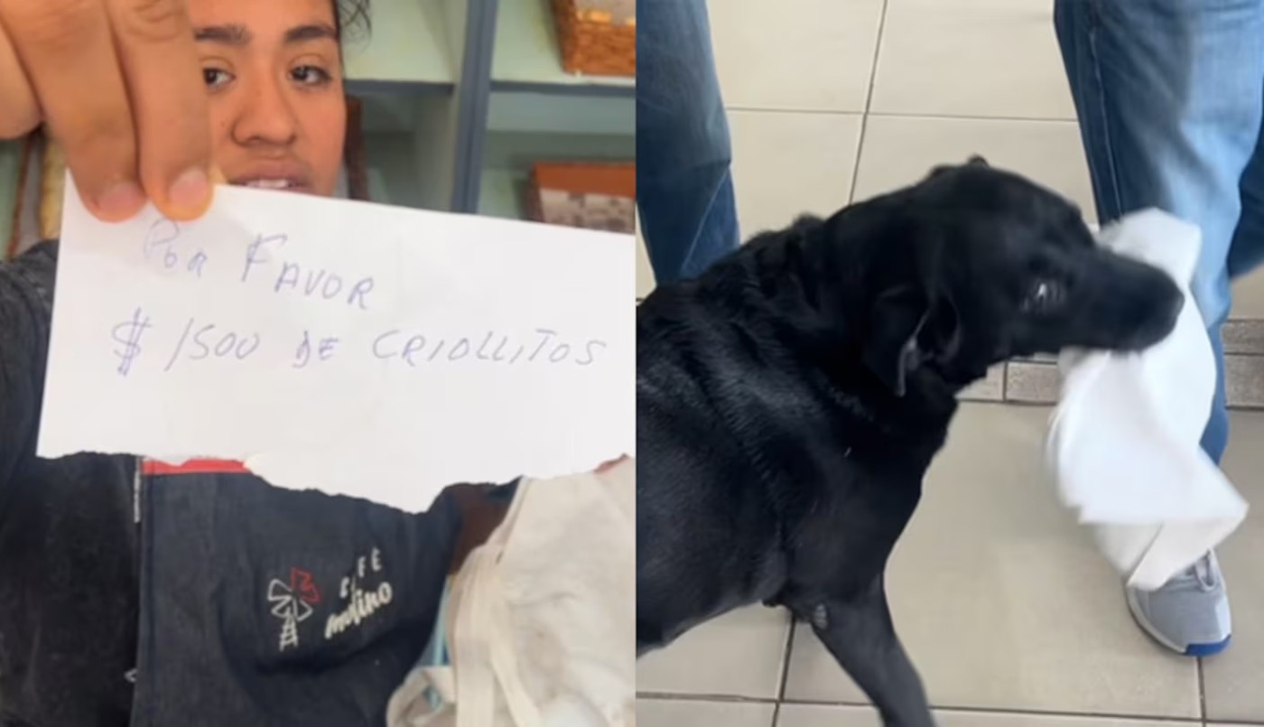 Video: Otto, el perro cordobés que hace delivery | Actualidad