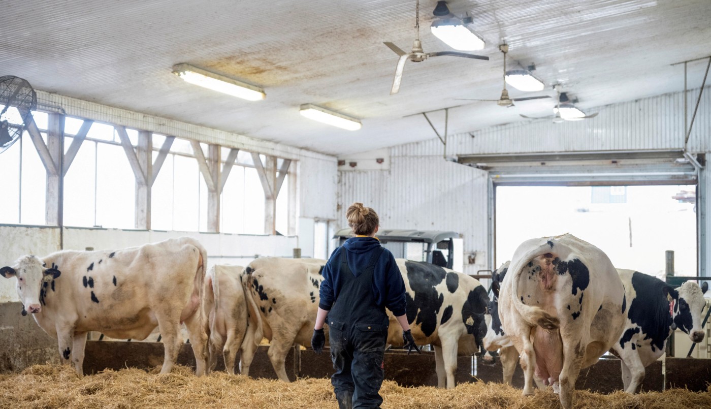 Beneficios al sector agroexportador: se eliminan retenciones a los lácteos y se reducen en las carnes | Economía