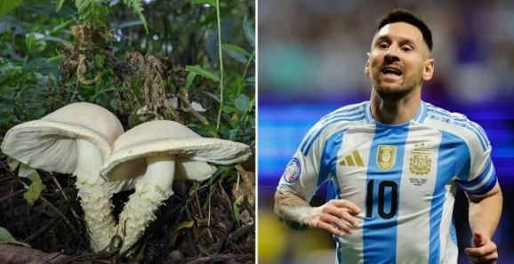 Insólito: descubren un nuevo hongo y lo bautizan “Messi” | Actualidad