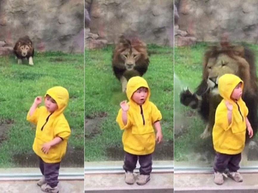 Video: el vidrio que salva a un nene de ser atacado por un león salvaje | Curiosidades