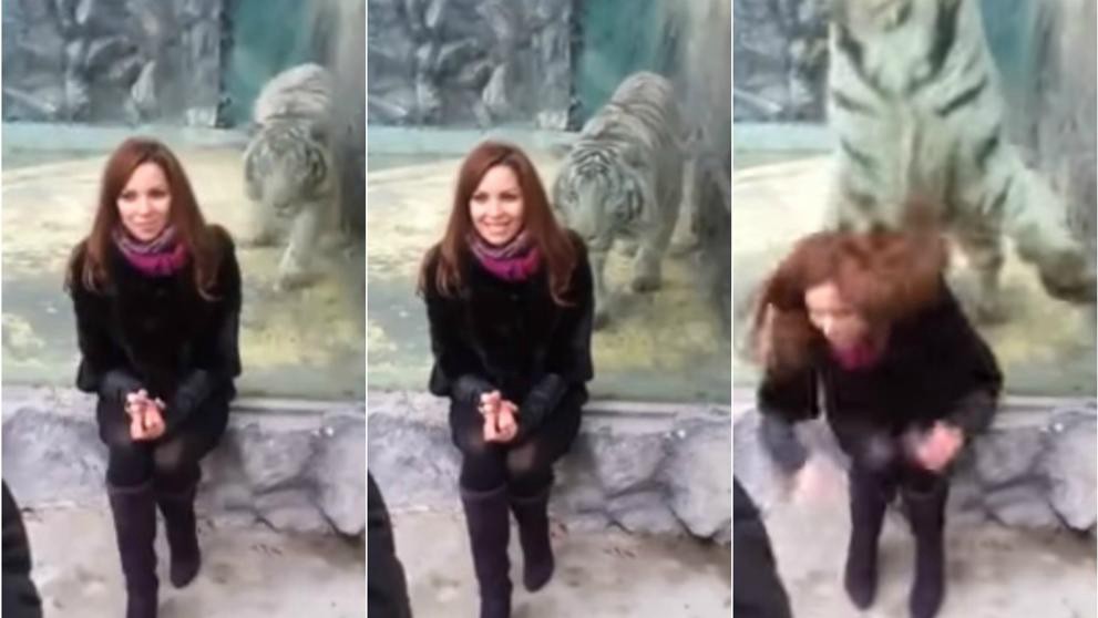 Otra vez, un vidrio salvó a una mujer de ser atacada por un tigre en un zoo | Curiosidades