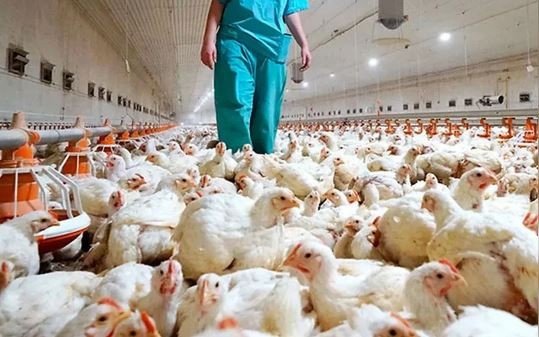 Estados Unidos confirma nuevo caso humano de influenza aviar A | Internacionales