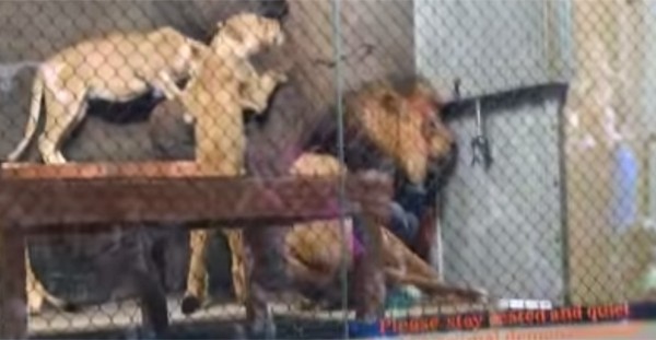 Conmoción en Oregon: le cortaron la cola a un león en un zoo | Curiosidades