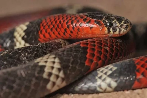 Córdoba: encontró una víbora venenosa en su cochera | Actualidad