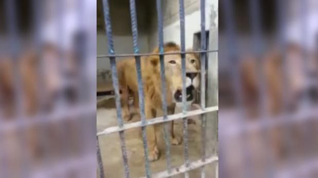 El desgarrador rugido de un león hambriento en el zoo de Yemen | Curiosidades