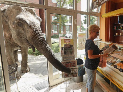 Video: una elefanta suelta en las calles de Berlín | Curiosidades