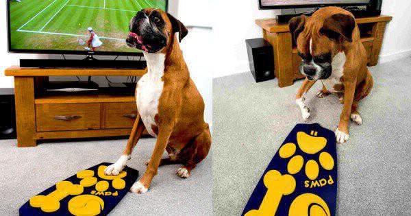 Crean el primer control remoto para perros | Curiosidades