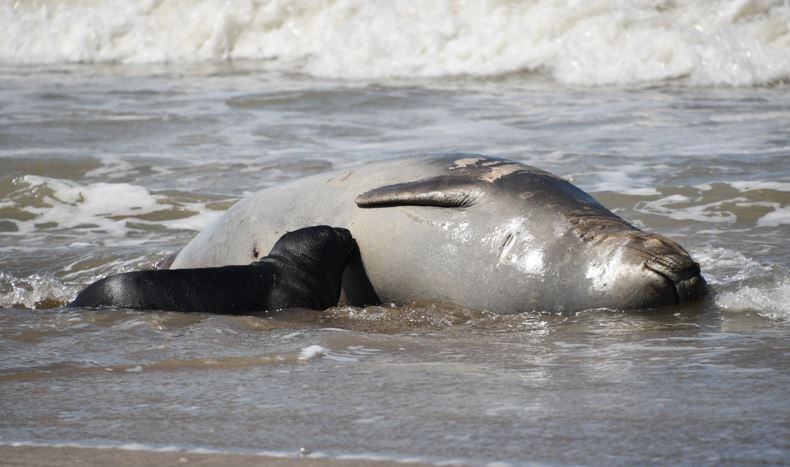 Sorprende a los especialistas el nacimiento de elefantes marinos en la costa bonaerense | Clima, naturaleza y medio ambiente