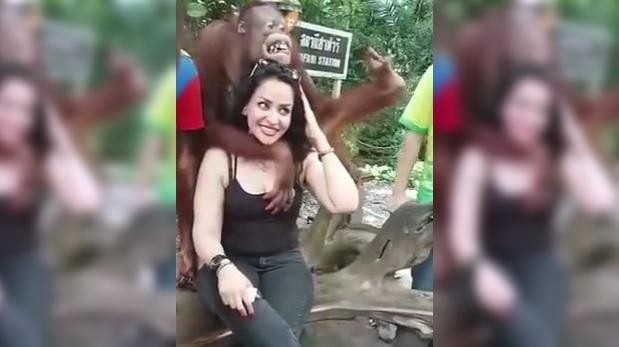 El orangután que se puso demasiado cariñoso con una mujer | Curiosidades