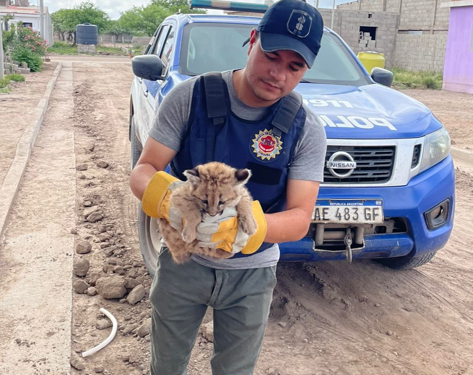 Córdoba: rescataron a una cría de puma en San Francisco del Chañar | Actualidad
