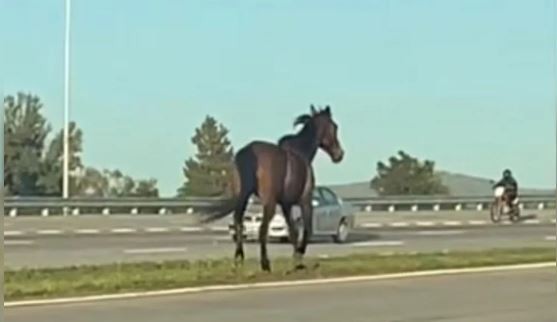 Video: un caballo suelto causó miedo en Córdoba | Actualidad