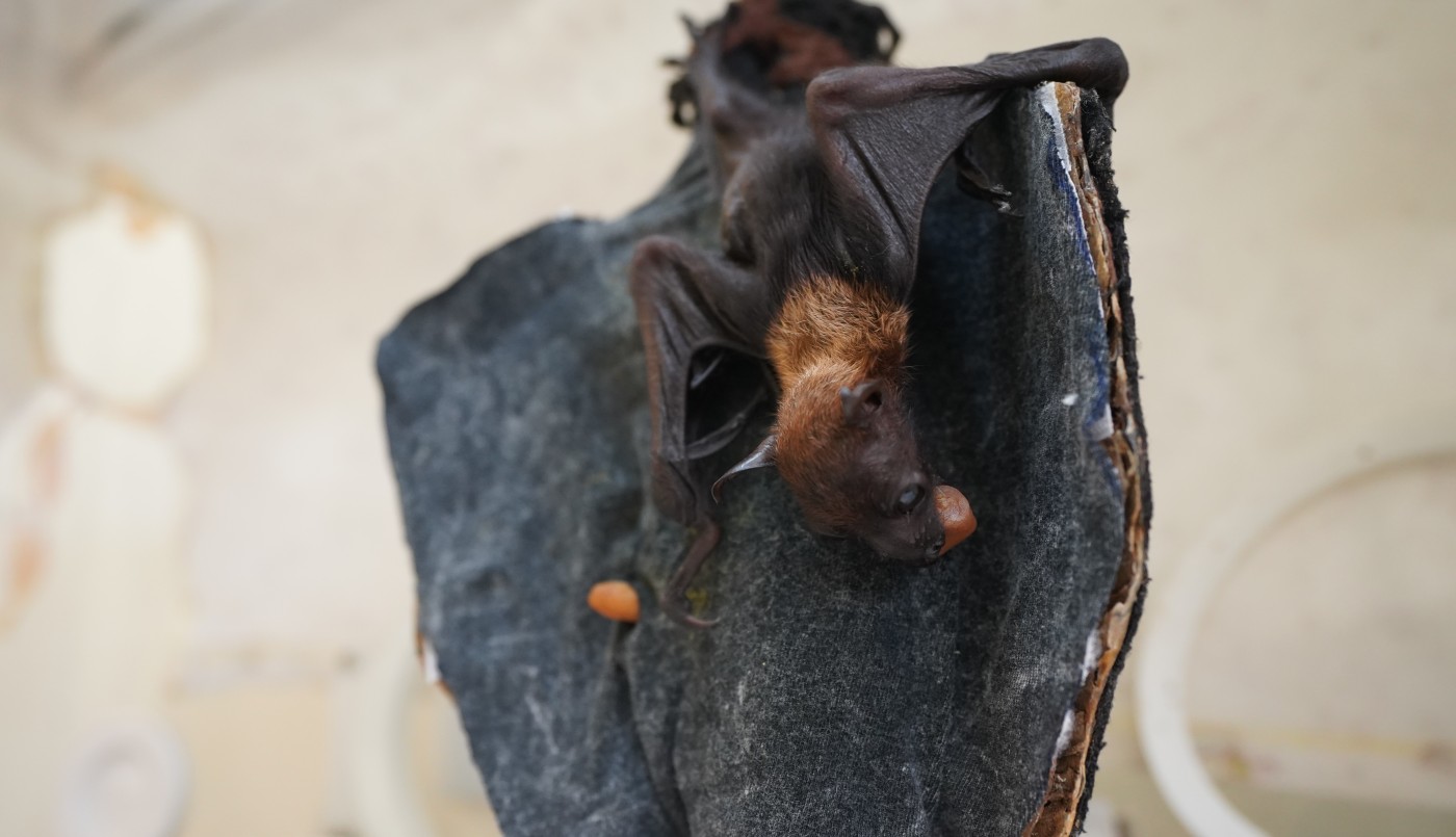 Murciélago bebé sobrevive a una caida luego del parto y ahora es criado en una incubadora | Actualidad