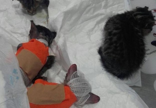 Indignación en España por un hombre que roció con ácido a unos gatitos recién nacidos | Curiosidades