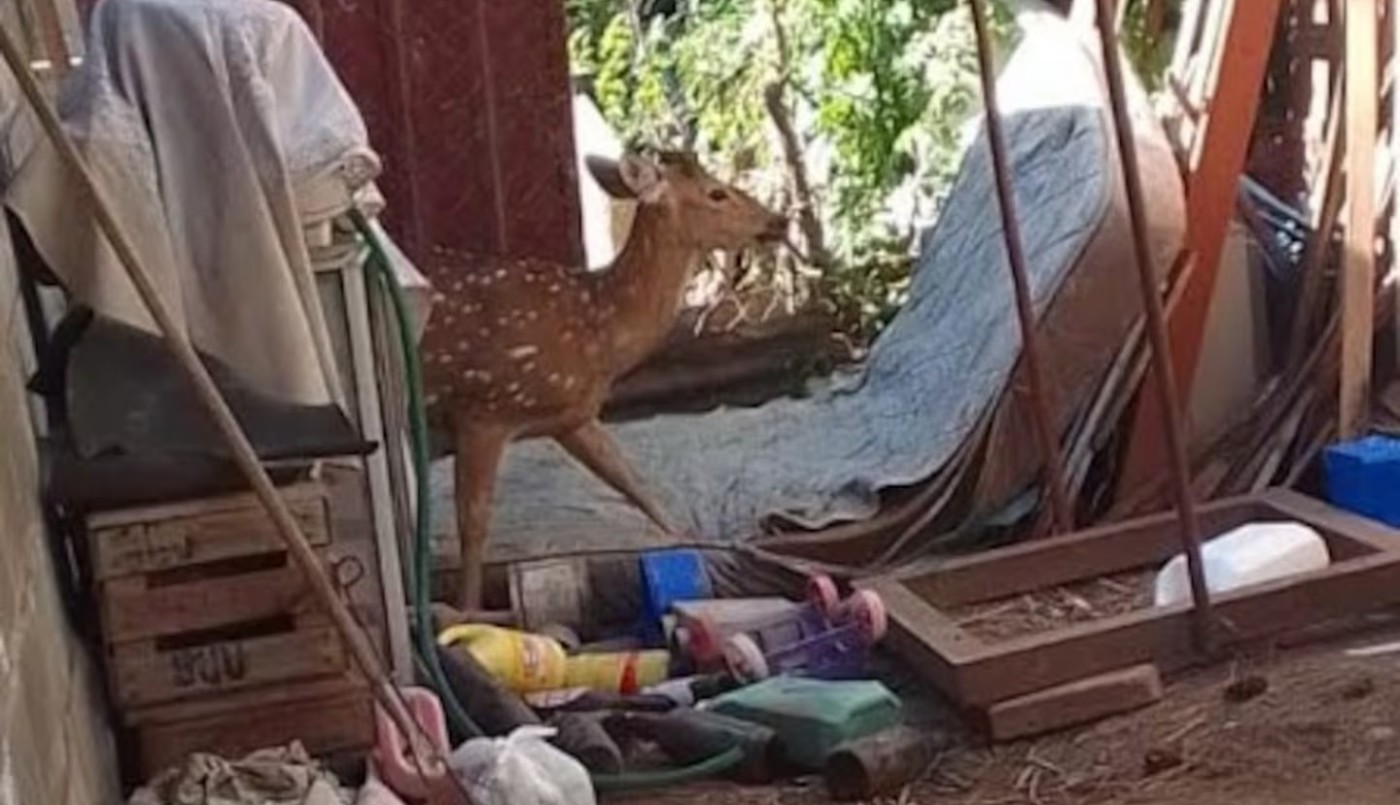 Villa María: un vecino salió al patio de su casa y se encontró con un ciervo | Actualidad