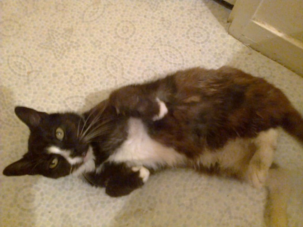 Su gata se perdió en Londres y apareció 8 años después en Paris | Curiosidades