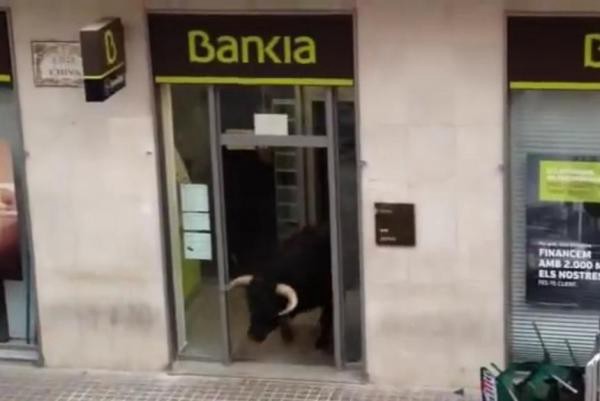 Valencia: Un toro furioso se refugió de las corridas en un cajero automático | Curiosidades