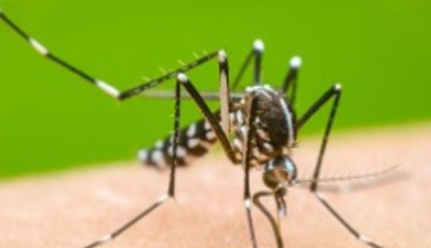 Confirman el primer caso de dengue autóctono en Santa Fe | Actualidad