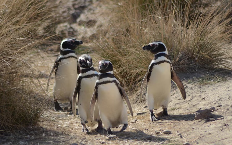 Juicio histórico: condenaron al acusado de la matanza de pingüinos en Punta Tombo | Clima, naturaleza y medio ambiente
